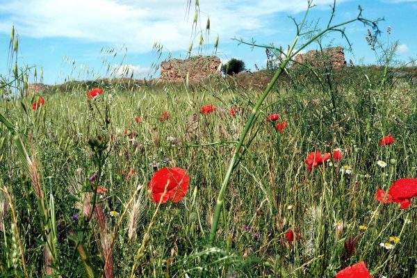 Amapolas