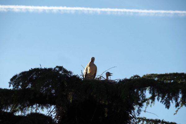 Cigüeña en su nido en Ciudad Rodrigo